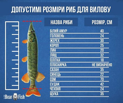 Допустимі розміри риб для вилову Фото №1